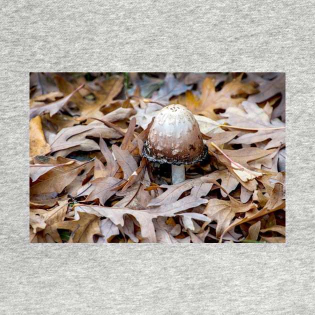 Ink cap mushroom on fall oak leaves by iyd39